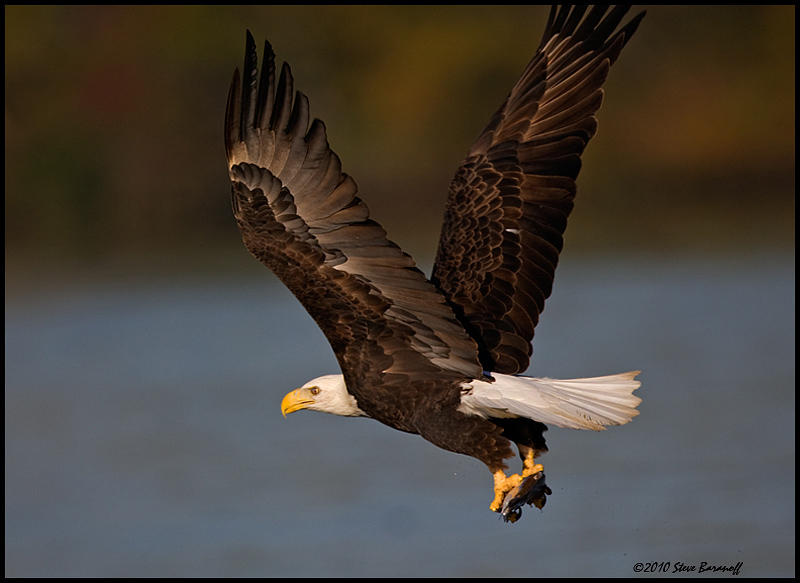 _0SB8910 american bald eagle.jpg